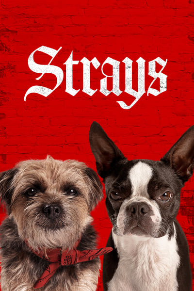 Strays (2023) BluRay [Hindi (ORG 2.0) + English] 1080p 720p & 480p Dual Audio [x264] | Full Movie